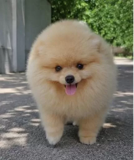 Pomeranian Boo Dişi Üst Kaliteli