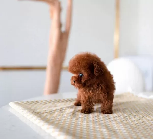 Süslü Kizimizin Mükemmel Poodle Yavrusu İstanbulda