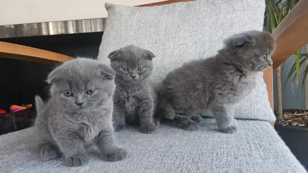 3 Tatlış Scottish Fold Yavrum