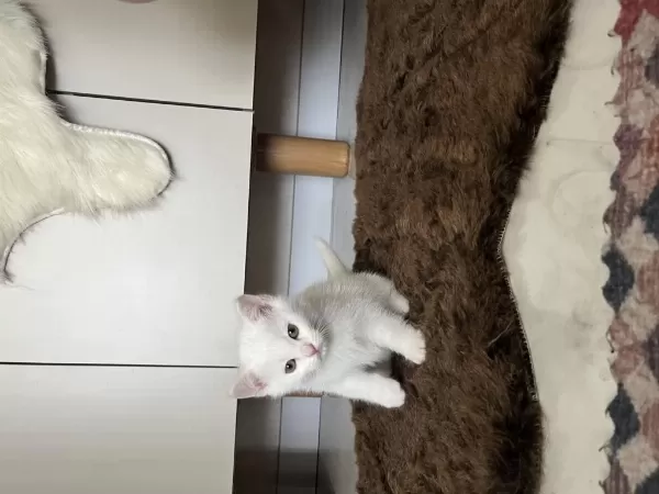 Şirin Ve Tatlı Yavru Kediler