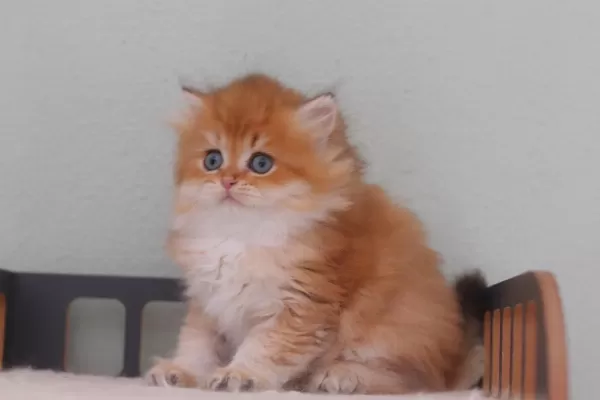 Safkan British Longhair Erkek