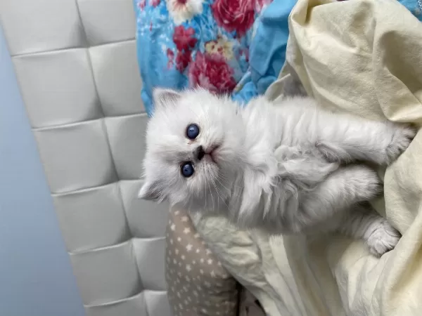 1 Buçuk Aylık Cinsiyeti Net Olarak Belli Olmayan Kedimiz
