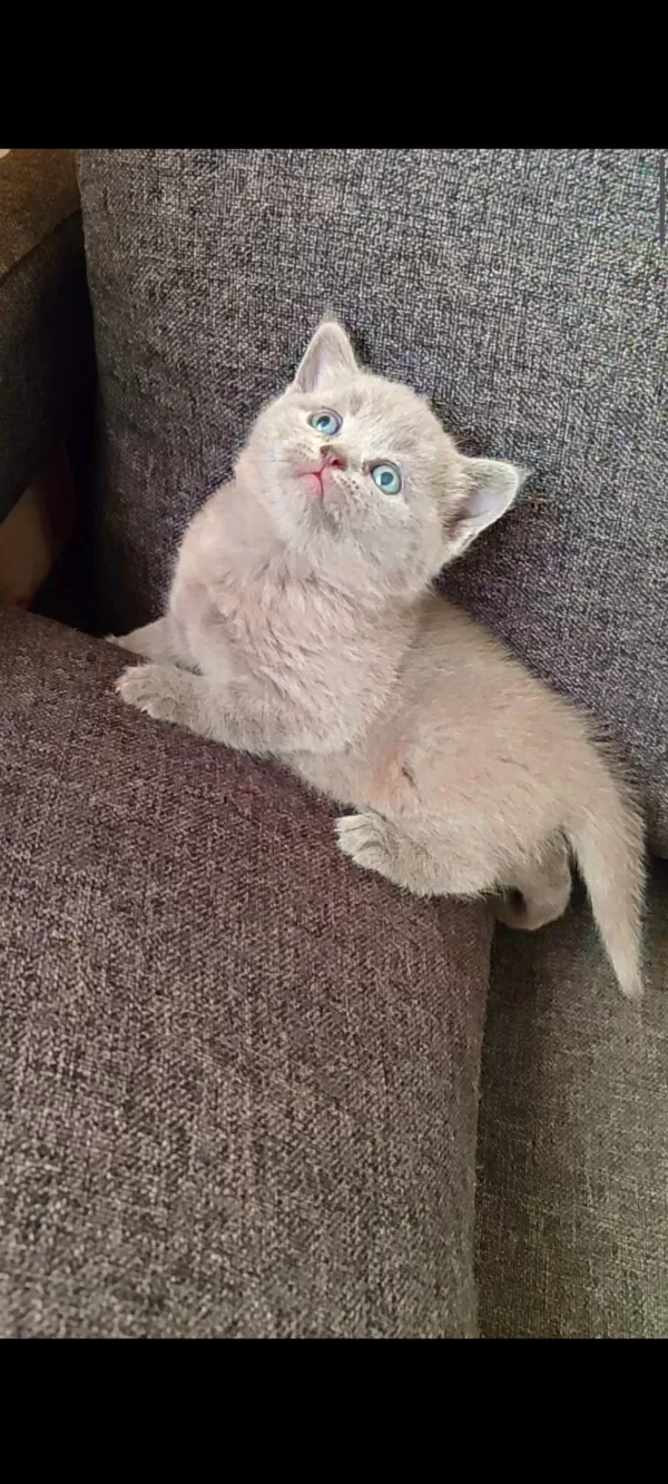 Gri Lilac Dişi Erkek Yavru Kediler