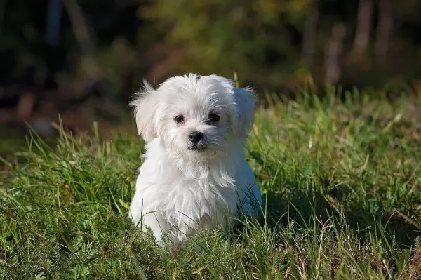 Maltese Terrier Xs Oyuncu Ve Uyumlu Yavrular
