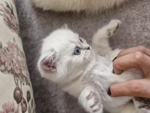 British Longhair Kedilerimiz Çok Sevimli Ve Çok Oyuncular