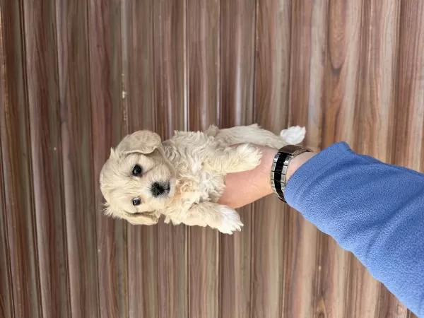 Kaliteli Sevimli Maltipoo Yavruları