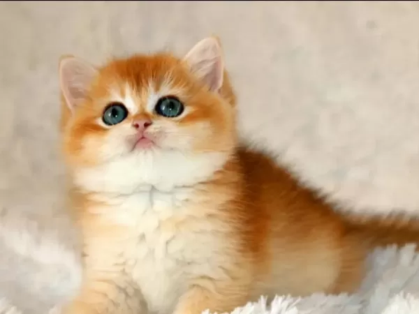 Mavi Gözleriyle Fark Yaratan Golden British Shorthair