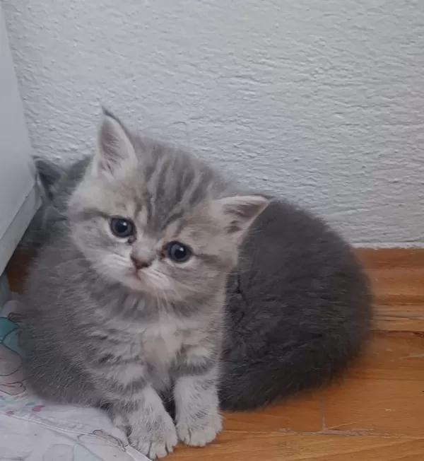 2 Aylık Yavru Rezerveye Acık 1 Erkek Ve 1 Dişi
