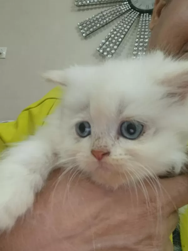Bebiş Kediler Burda Bakmadan Geçme