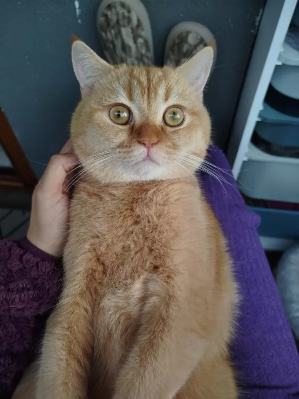 1 Yaşında British Shorthair Oğlumuz