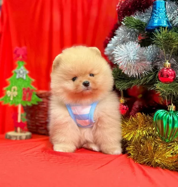 Safkan Pomeranian Boo Yavrularımız