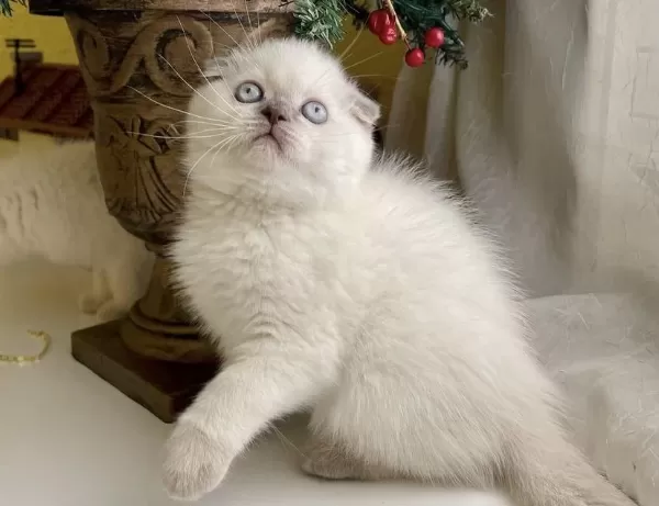 Scottish Fold Blue Point Yavrular