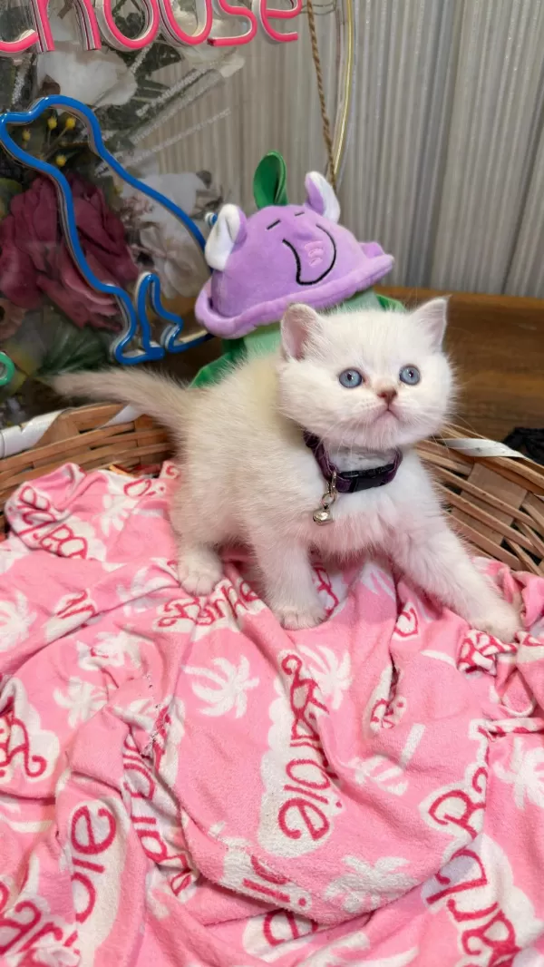 Safkan British Shorthair Ve Scottish Fold Yavrular