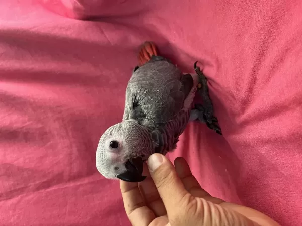 Yok Böyle Şirini Bebek Jako Papağanı Yavru