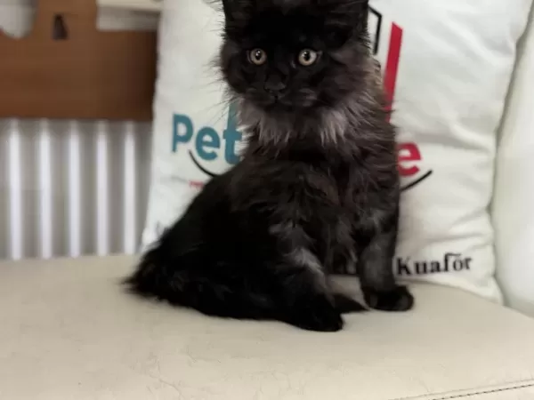 Ankarada Sçr Belgeli Maine Coon Yavrularımız