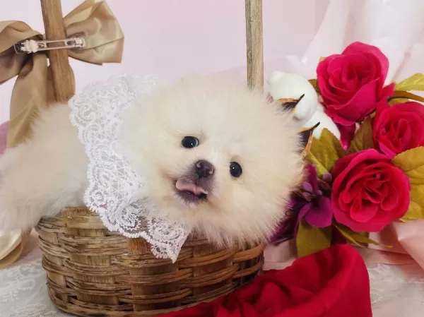 Pomeranian Boo Dişi Ve Erkek Yavrular