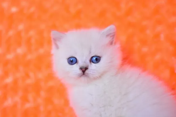 Süt Beyaz Ns1133 British Shorthair