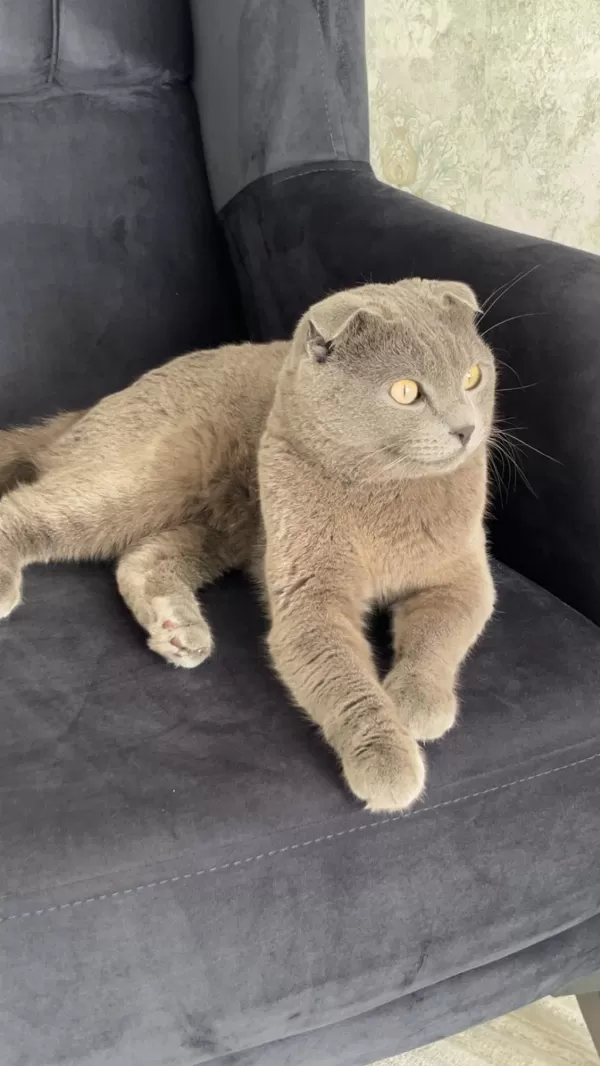 2 Buçuk Yaşında British Shorthair Kedimiz Duman