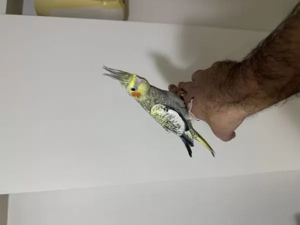 Bayram Şekeri Jumbo Erkek Sultan Papağanı