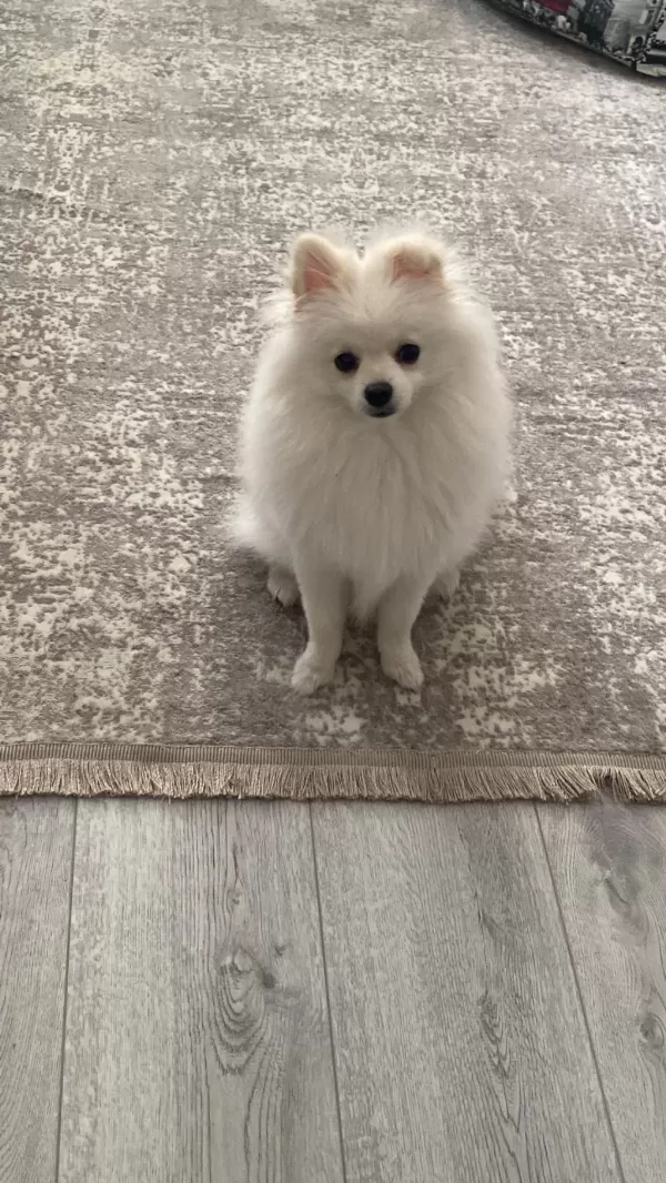 Pomeranian Yavru 7 Aylık