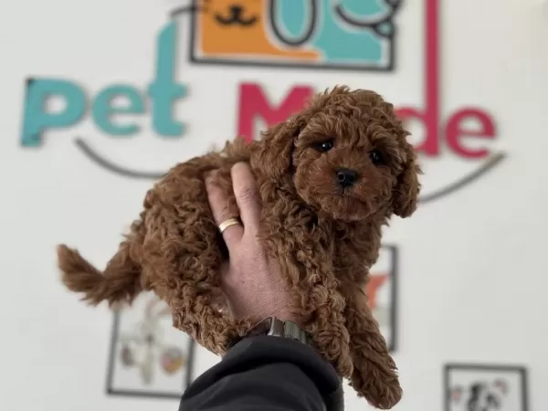 Petmode Köpek Çiftliğinden Tea Cup Kore Poodle
