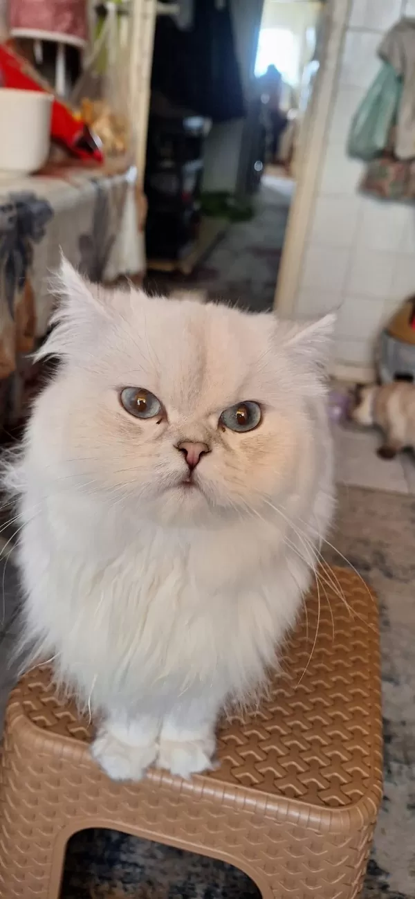 Sütten Kesilmek Üzere Persian Yavrular