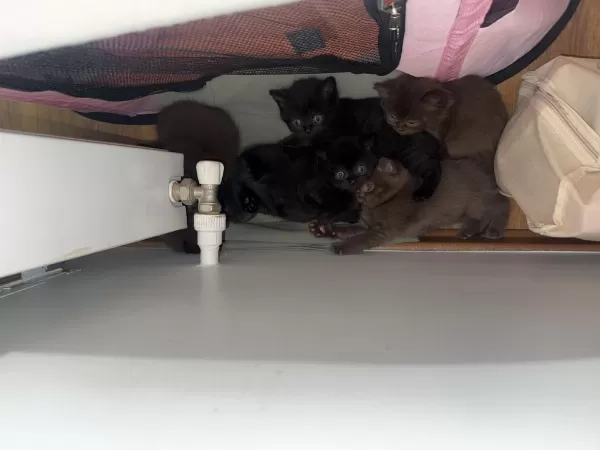 Nadir Siyah British Shorthair Bebeklerim