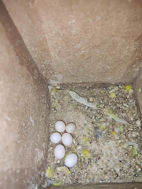 Uyguna Yeni Yeme Düşmüş Yavru Muhabbet Kuşları