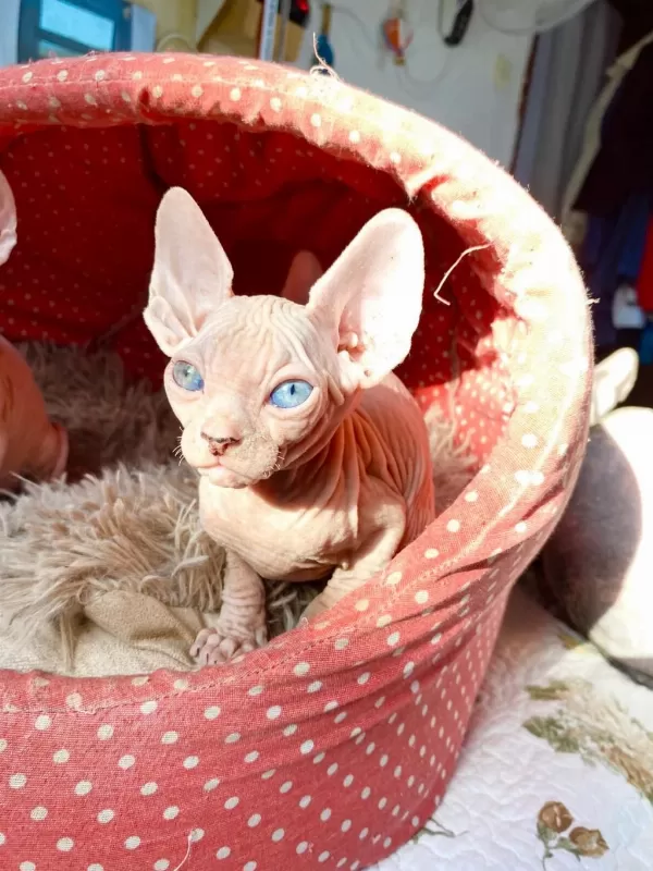 2 Dişi Ve 2 Erkek Odd Eyes Mavi Göz Sfenks