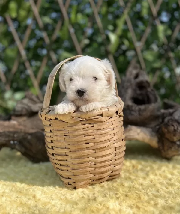 Kar Beyaz Maltese Terrier Yavrular