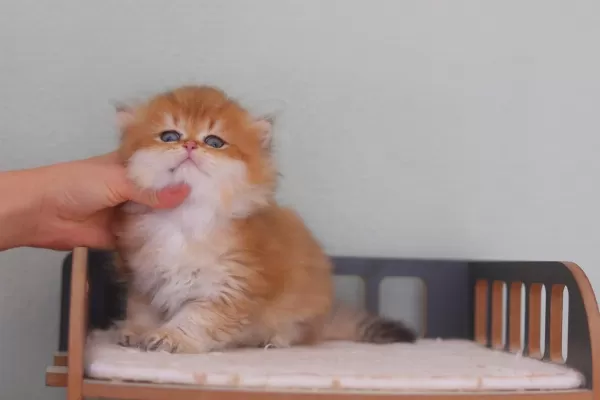 Safkan British Longhair Erkek
