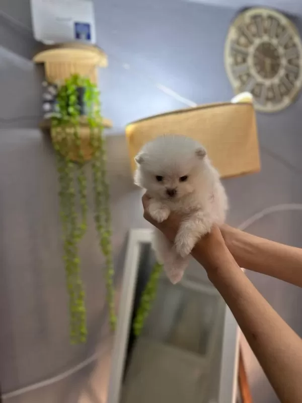 Pomeranian Boo Erkek Ve Dişi Yavrularımız