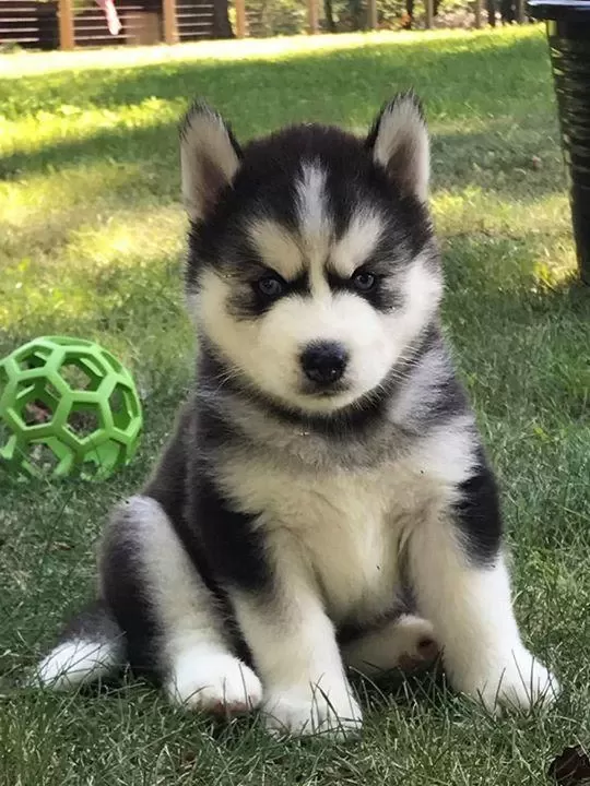 Mavi Gözlü Husky Şekerlemeler