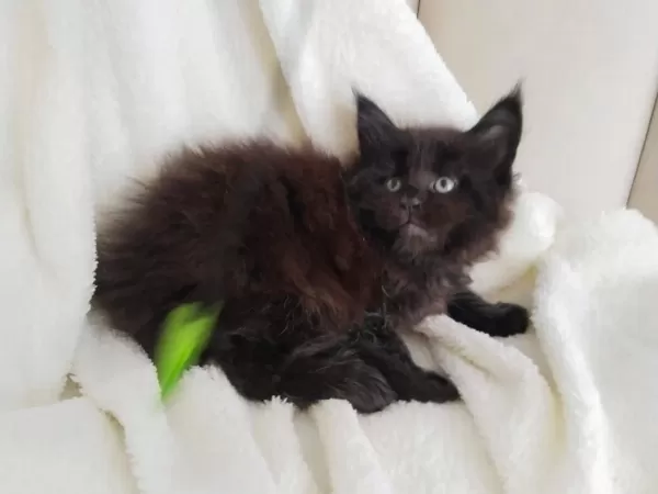 Xxxl Maine Coon Üst Kaliteli Dişi