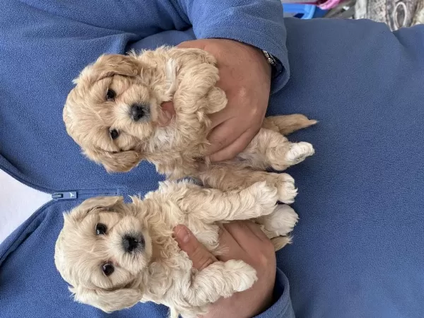 Kaliteli Sevimli Maltipoo Yavruları