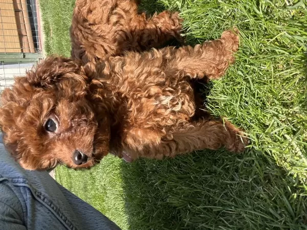 A + Plus Korea Poodle Yavrular Teacup Boy