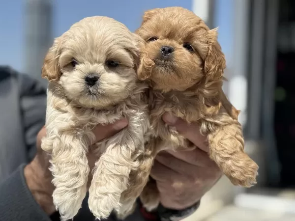 Petmode Köpek Çiftliğinde Ziyarete Açık Maltipoo