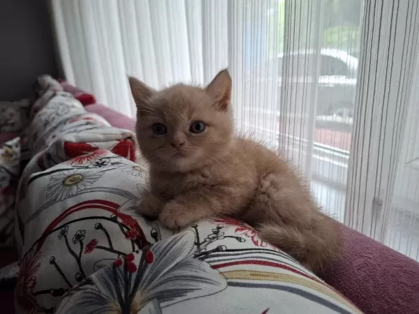 45 Günlük British Longhair Erkek