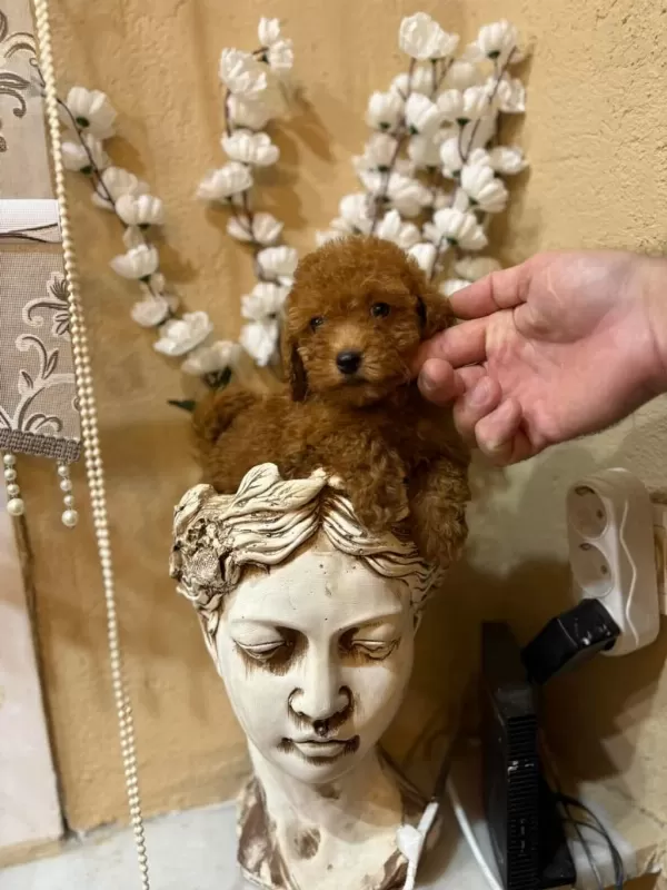 Küçük Poodle Prensesler