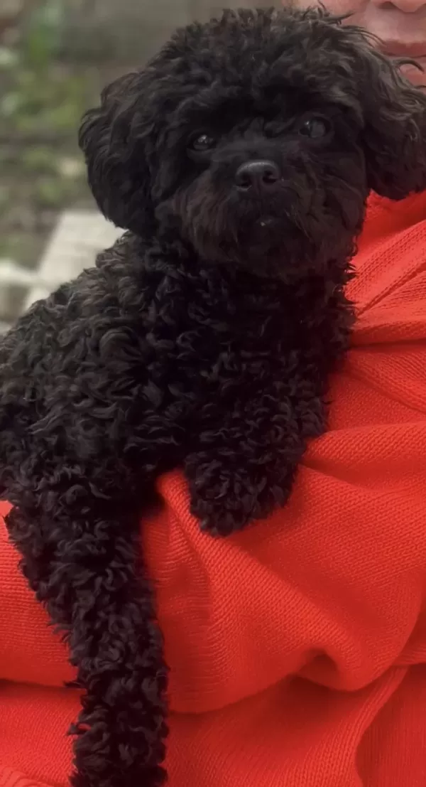 2.5 Yaşında Dişi Poodle
