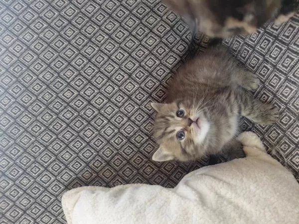 30 Günlük Kediler Mama Kum Eğitimi Yapılıyor