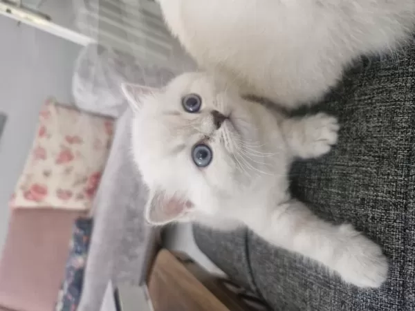 British Longhair Kedilerimiz Çok Sevimli Ve Çok Oyuncular
