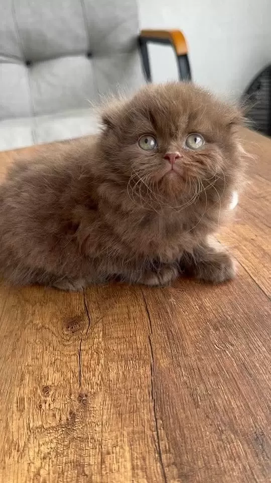 Safkan Scottish Fold Longhair
