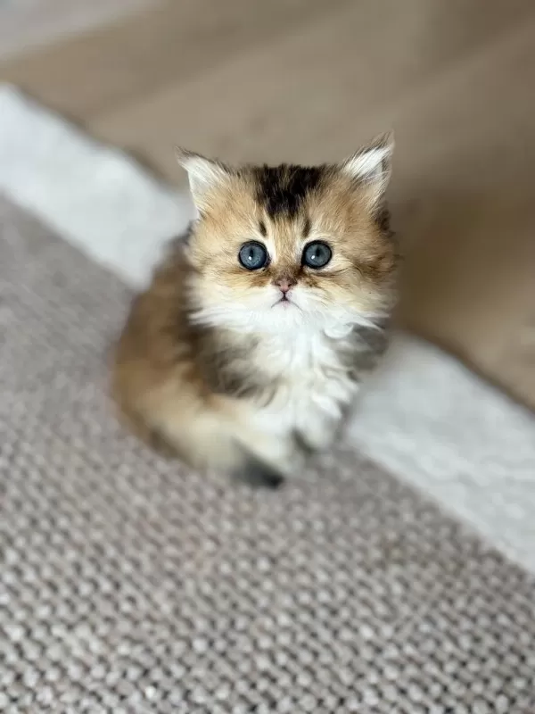 Golden British Longhair