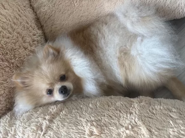 8 Aylık Pomeranian Aşıları Tam Erkek