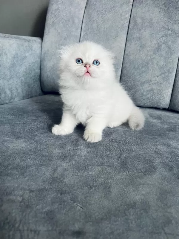 2 Aylık Uzun Tüylü Scottish Fold - Full Şecereli