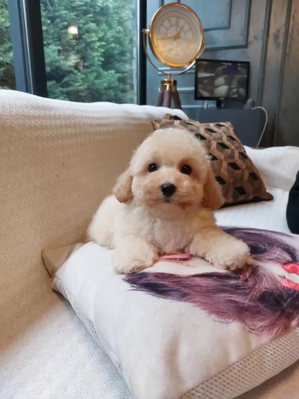 Akıllı Ve Tüy Dökmeyen Karakteriyle Maltipoo Yavrusu