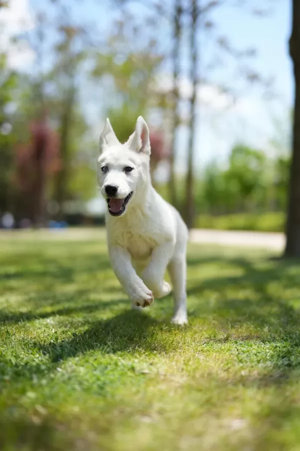 Muhteşem Husky Yavruları