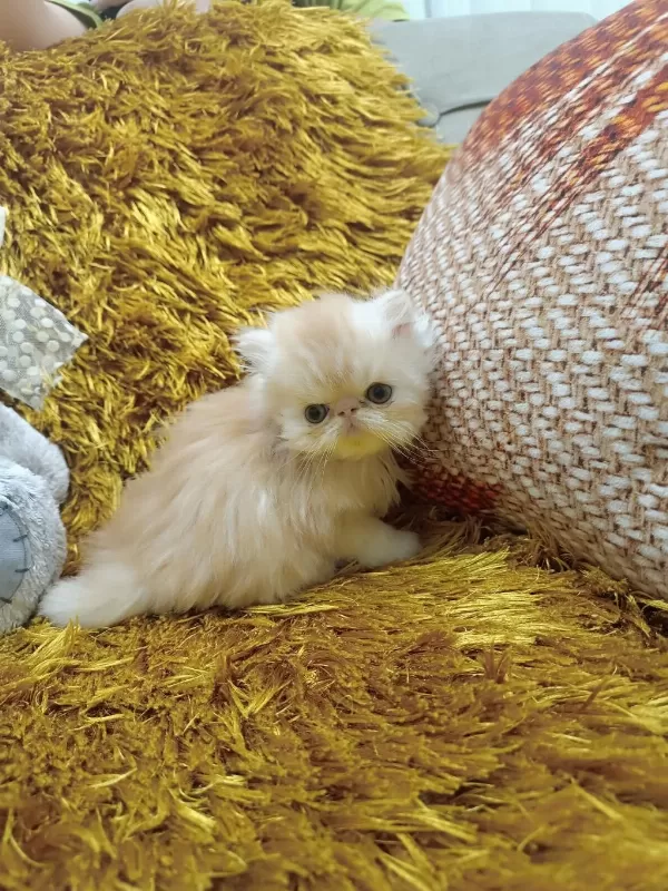 Efsane İran Persian Orijinal