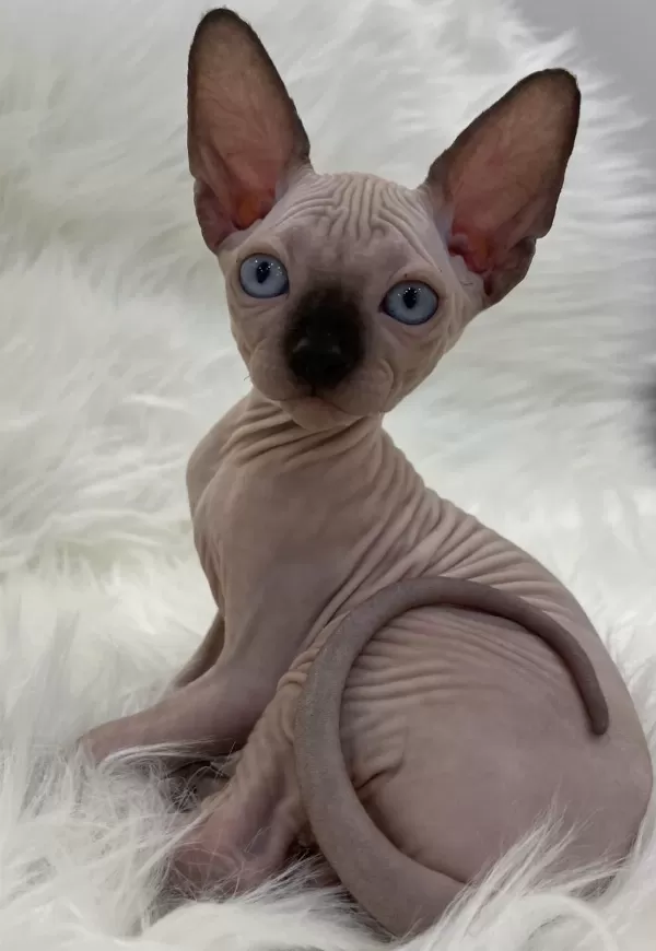 Sphynx Sfenks Dişi Erkek